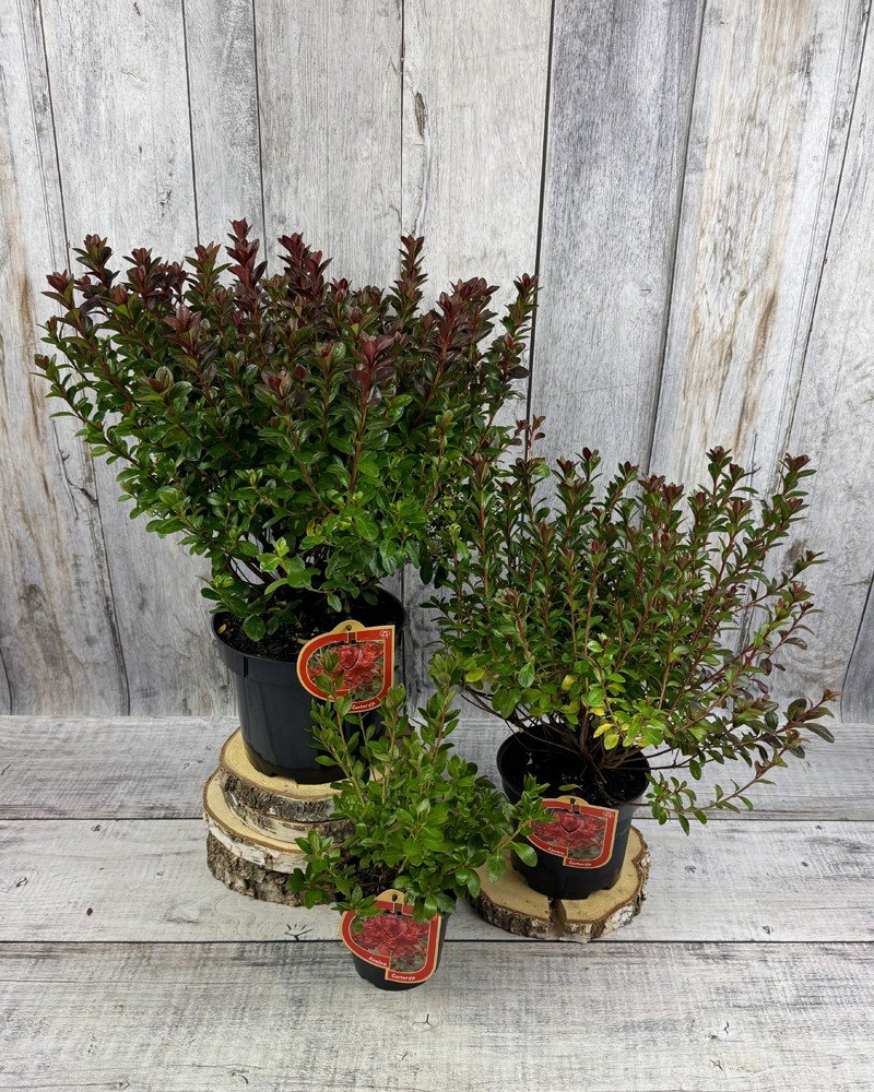 Dekoratyvinis krūmas, azalija japoninė, Čekijos kolekcija, įvairios veislės, vazonas 2,5 l.