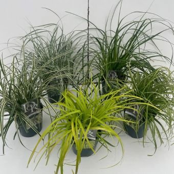 Žolinis augalas, viksva, įvairios, vazonėlio skersmuo 17 cm.