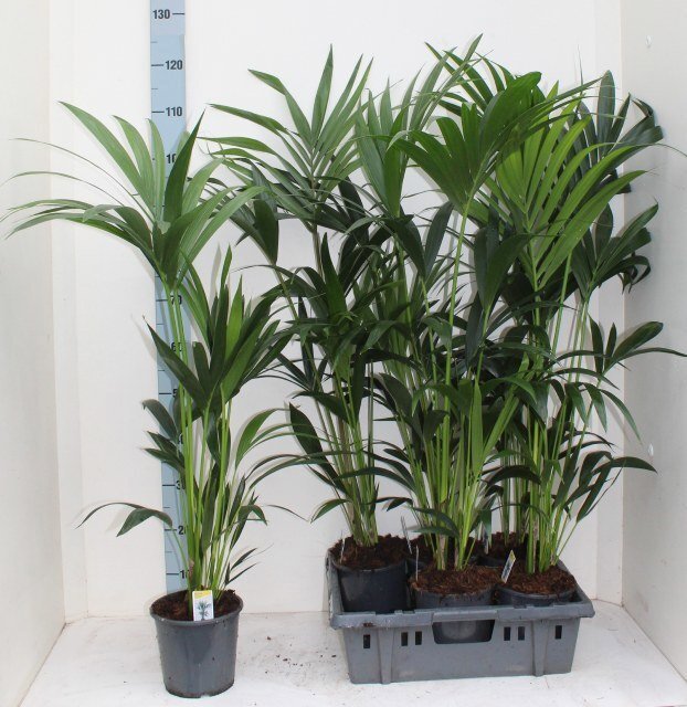 Kambarinis augalas, hovėja "Forsteriana", vazonėlio skersmuo 17 cm.