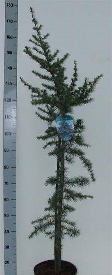 Spygliuotis, kedras "Glauca", vazonėlio skersmuo 26 cm