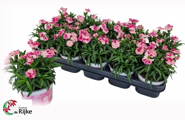 Daugiametė gėlė, gvazdikėlis "Sprint Pink Pro", vazonėlio skersmuo 12 cm.