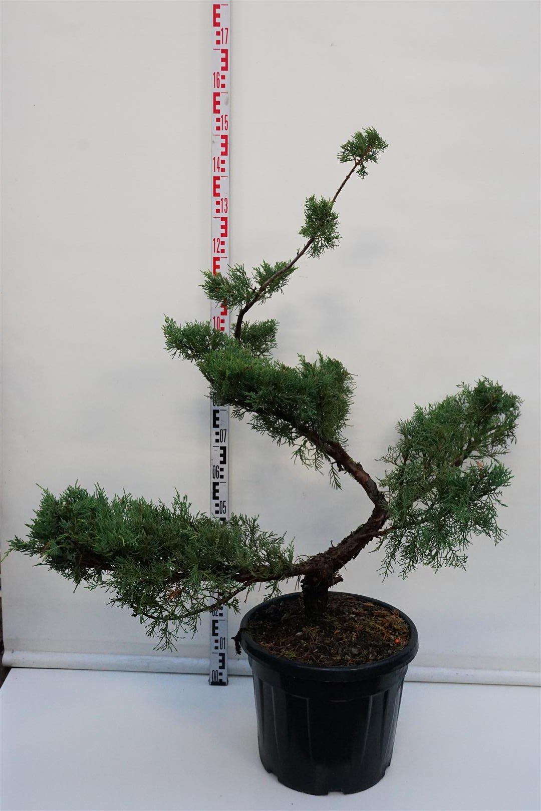 Spygliuotis, kadagys tarpinis "Pfitzeriana Aurea" (bonsai), aukštis 100-125 cm., vazonas 35 l.