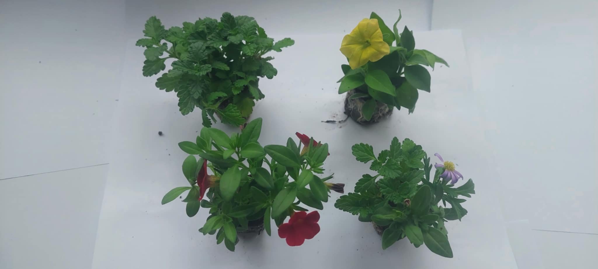 Gėlių daigelis, įvairūs "Trio"