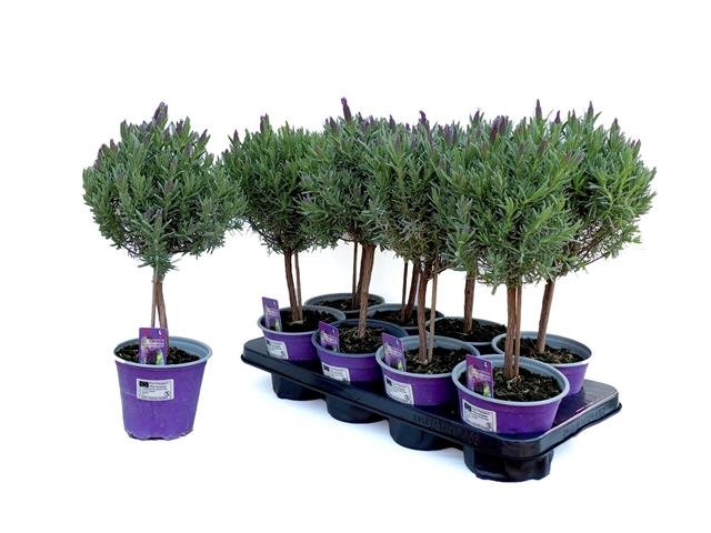 Daugiametė gėlė, levanda ant stiebo, vazonėlio skersmuo 14 cm.