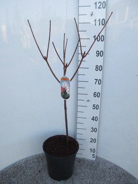 Dekoratyvinis krūmas, šluotelinė hortenzija 'Paniculata', ant stiebo, vazonėlio skersmuo 28 cm.