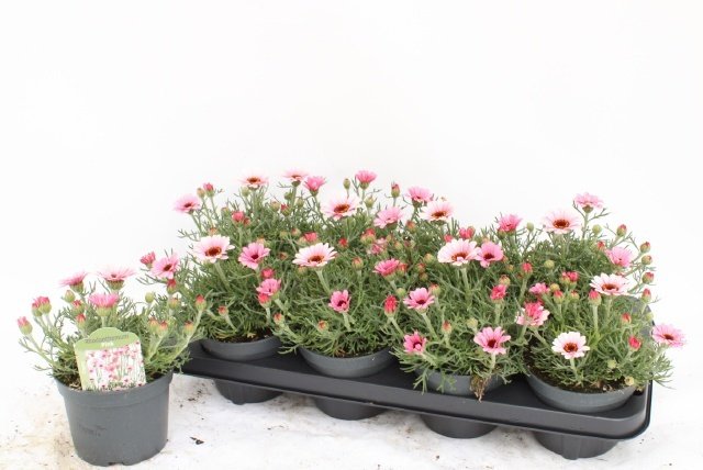 Vienmetė gėlė, Maroko ramunė "Zagora Pink", vazonėlio skersmuo 13 cm.