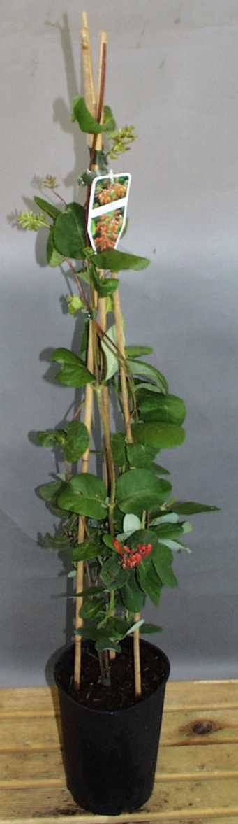 Vijoklinis augalas, sausmedis, vazonas 2 l