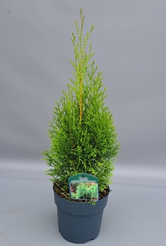 Spygliuotis, tuja vakarinė "Smaragd", aukštis 60 cm., vazonėlio skersmuo 17 cm.