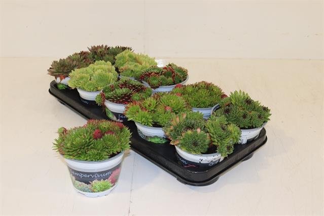 Alpinariumo augalas, šilropė, įvairios, vazonėlio skersmuo 12 cm.