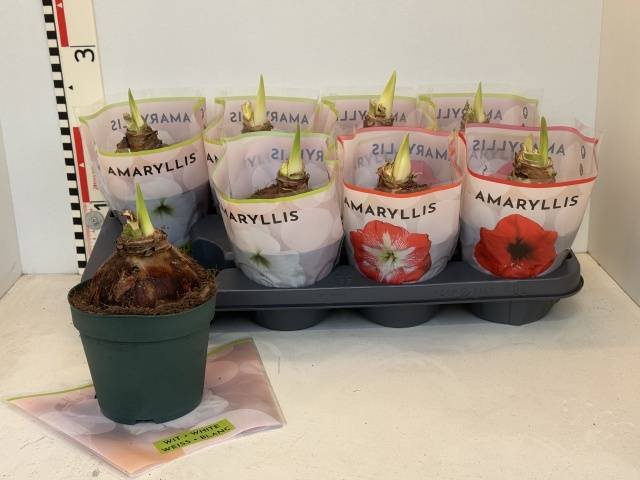 Kambarinis augalas, amarilis, įvairūs, vazonėlio skersmuo 14 cm.