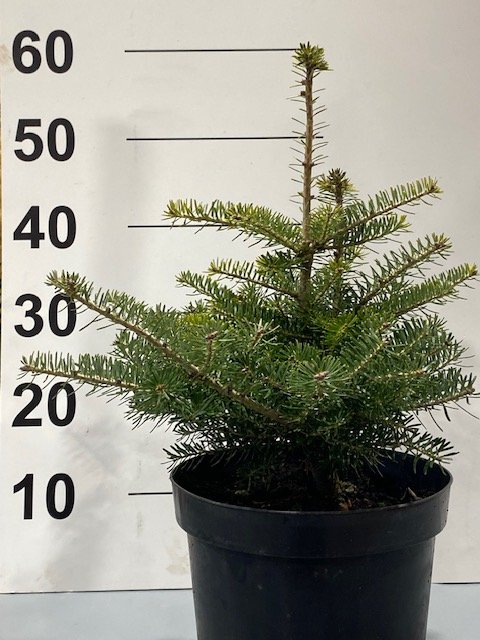 Spygliuotis, kėnis korėjinis, vazonėlio skersmuo 23 cm.