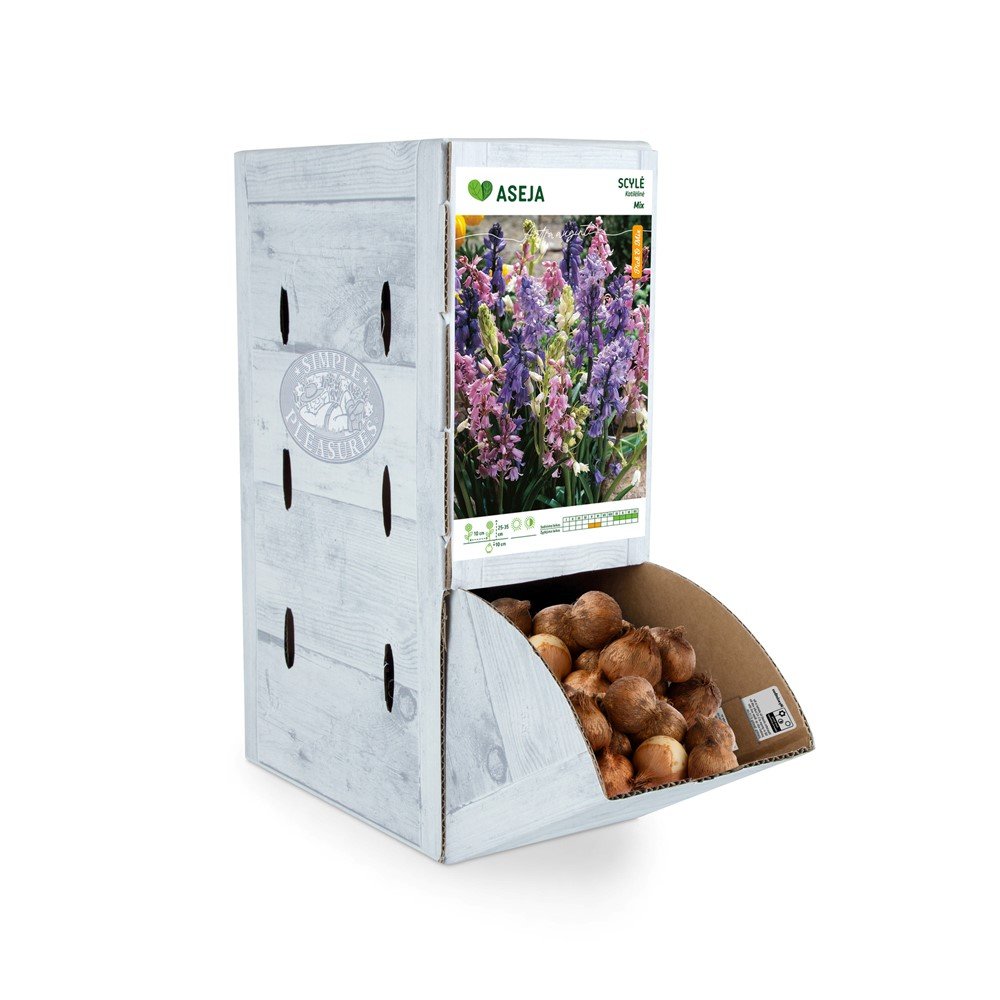 Katilėlinės scylės Mixed svogūnėlis ASEJA, 1 vnt., 7/8, Rackbox, 32924707, (R)