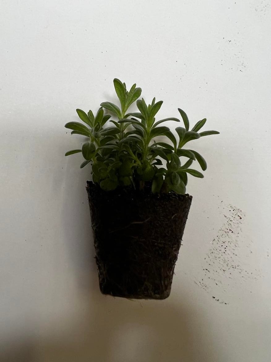 Vienmetės gėlės daigelis, smulkiažiedė surfinija "Can-Can Rosies Blue Impr."