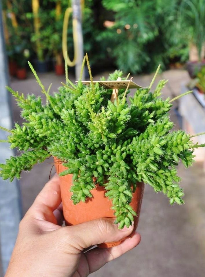 Kambarinis augalas, ripsalis "Mesembryan", vazonėlio skersmuo 9 cm.