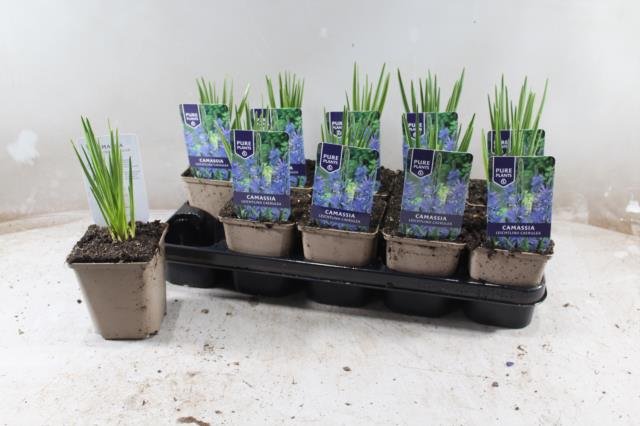 Daugiametė gėlė, mėlynoji kamasija, vazonėlio skersmuo 11 cm.