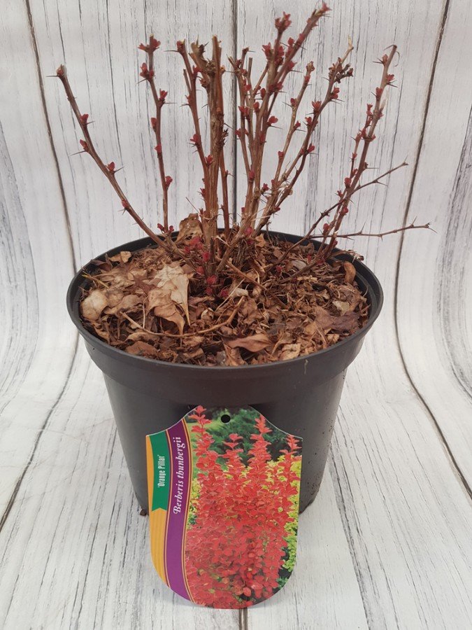 Dekoratyvinis krūmas, raugerškis tunbergo "Orange  Pillar", vazonas 2 l.