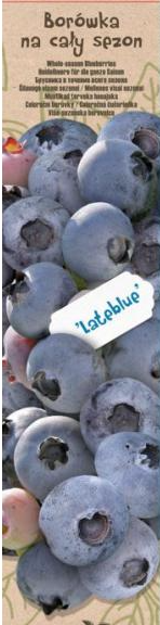 Vaiskrūmis, šilauogė "Lateblue", kartoninė tūtelė