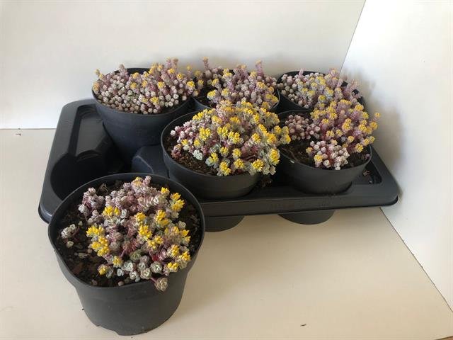 Alpinariumo augalas, šilokas "Cape Blanco", vazonėlio skersmuo 17 cm.