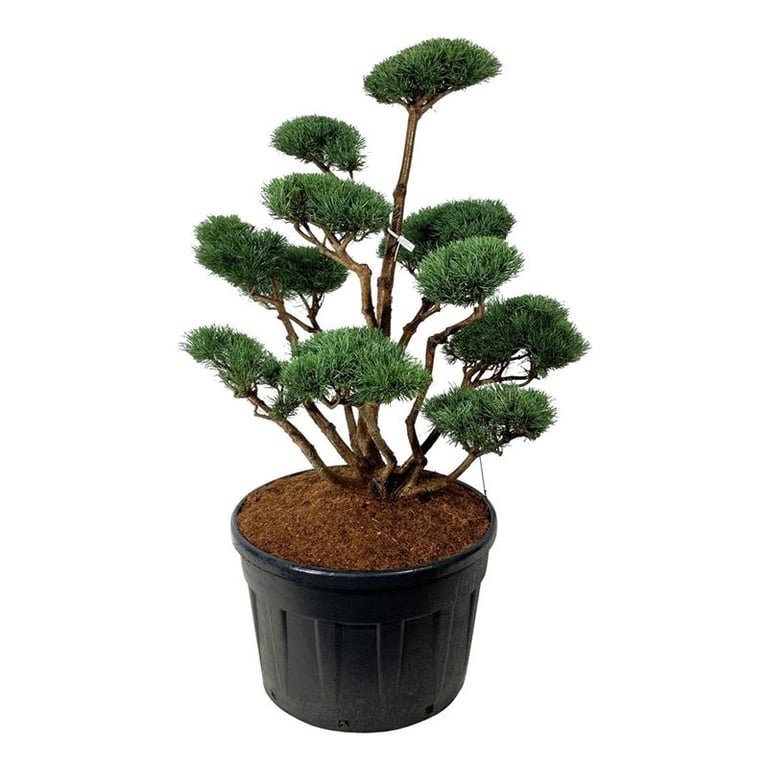 Spygliuotis, pušis paprastoji "Watereri" (bonsai), aukštis 100-125 cm., vazonas 230 l.