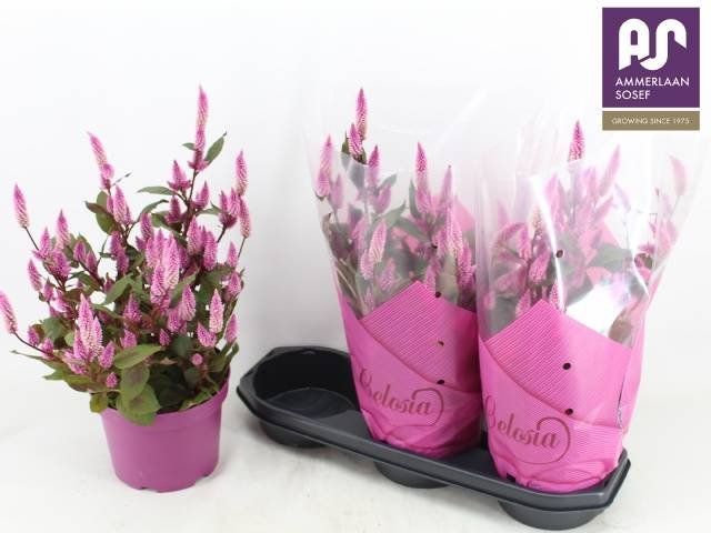 Vienmetė gėlė, celiozija "Wild Pink", vazonėlio skersmuo 19 cm.