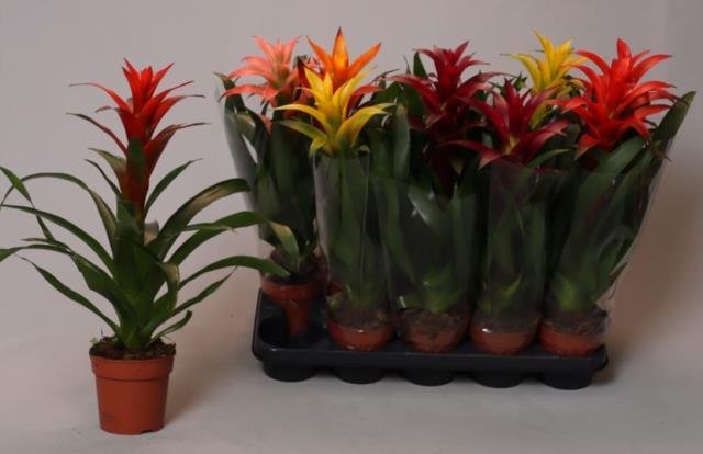 Kambarinis augalas, guzmanija, vazonėlio skersmuo 12 cm.