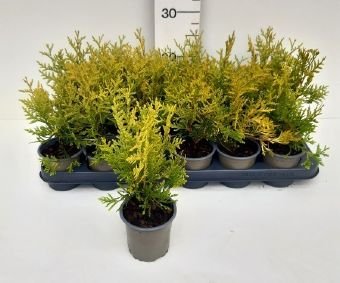 Spygliuotis, tuja vakarinė "Golden Brabant", aukštis 30 cm., vazonėlio skersmuo 9 cm.