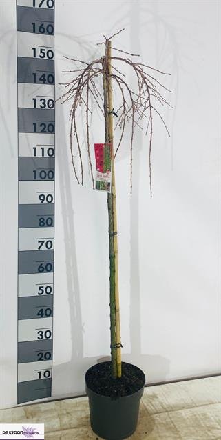Spygliuotis, maumedis "Pendula", vazonėlio skersmuo 26 cm.