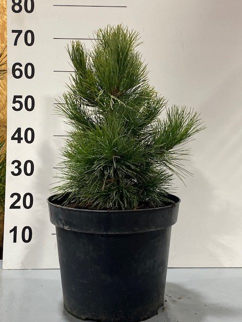 Spygliuotis, pušis kedrinė, vazonėlio skersmuo 32 cm.