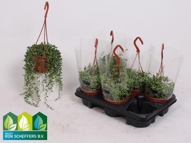 Kambarinis augalas, žilė karolinė, vazonėlio skersmuo 12 cm.