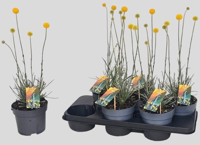 Žolinis augalas, kraspedija  "Golf Beauty", vazonėlio skersmuo 15 cm.