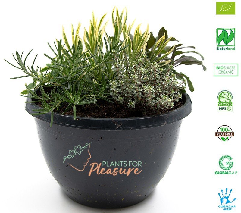 Prieskoninis augalas, rozmarinas, vazonėlio skersmuo 23 cm.