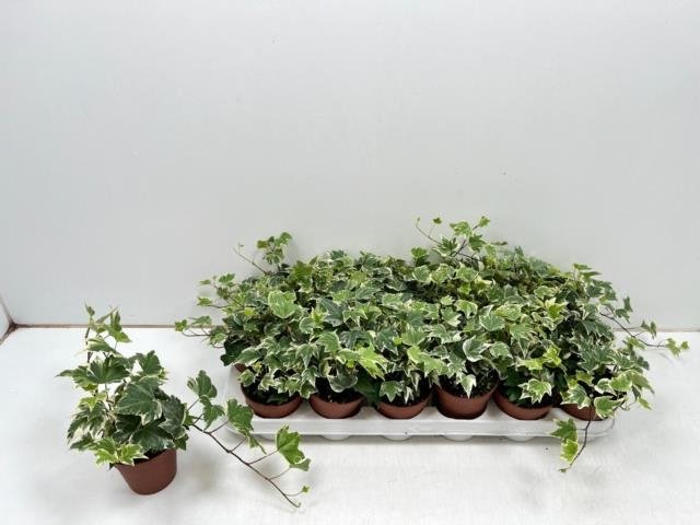 Vijoklinis augalas, gebenė "White Ripple", vazonėlio skersmuo 9 cm.