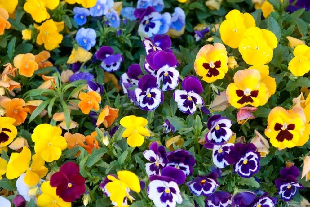 Vienmetė gėlė, smulkiažiedė našlaitė, vazonėlio skersmuo 10 cm.