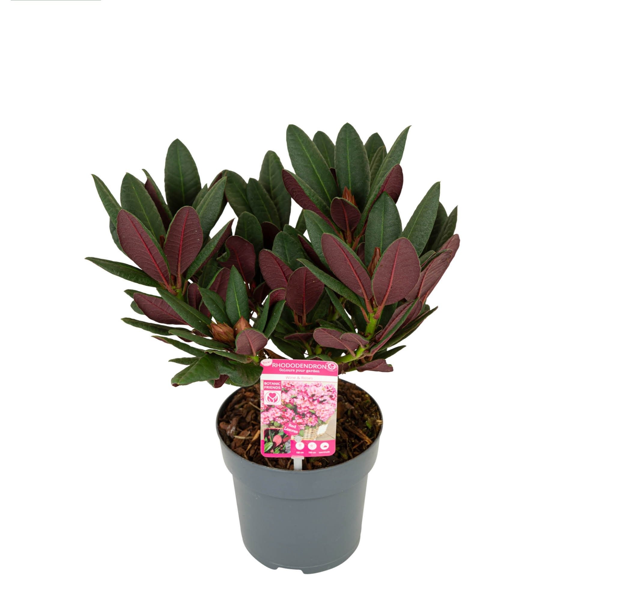 Dekoratyvinis krūmas, rododendras "Wine & Roses", vazonas 1,5 l.