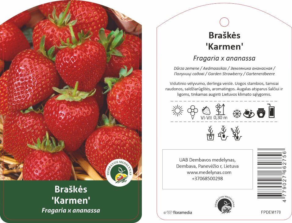 Braškės sodinukas "Karmen", vazonėlis 1,5 l.