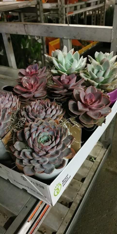 Kambarinis augalas, kalvorė keraminiame vazonėlyje, įvairūs, vazonėlio skersmuo 20 cm.