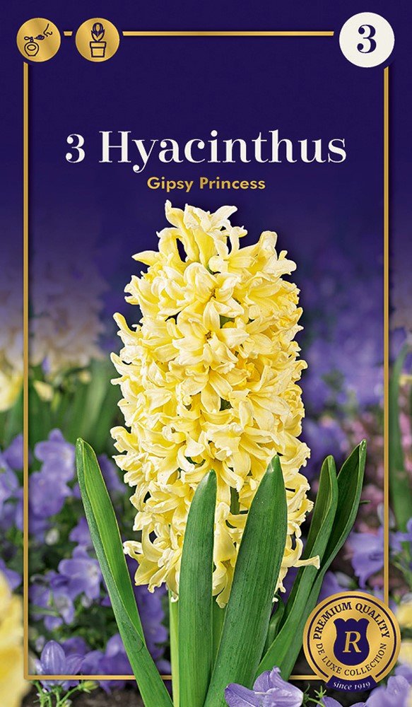 Hiacintų Gipsy Princess svogūnėliai, 3 vnt., 18/19, Supreme, 618207, (R)
