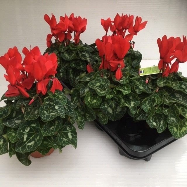 Kambarinis augalas, ciklamenas "Sup Macro", vazonėlio skersmuo 12 cm.