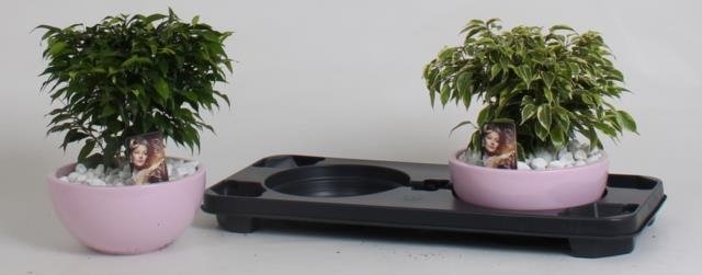 Kambarinis augalas, fikusas (bonsai), keraminiame vazonėlyje, vazonėlio skersmuo 19 cm.
