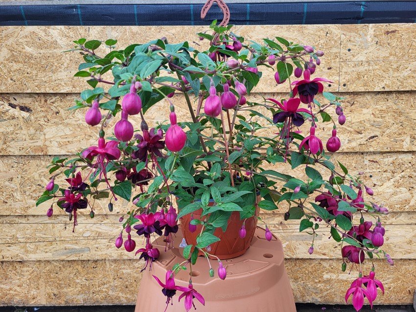 Vienmetė gėlė, fuksija (svyranti), vazonėlio skersmuo 19 cm.