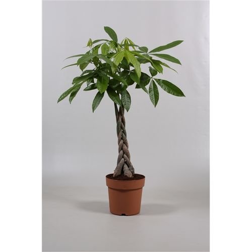 Kambarinis augalas, raivė "Aquatica", vazonėlio skersmuo 21 cm.