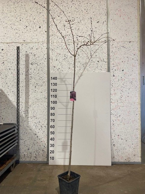 Dekoratyvinis medis, sakura "Kiku-Shid", vazonėlio skersmuo 23 cm.