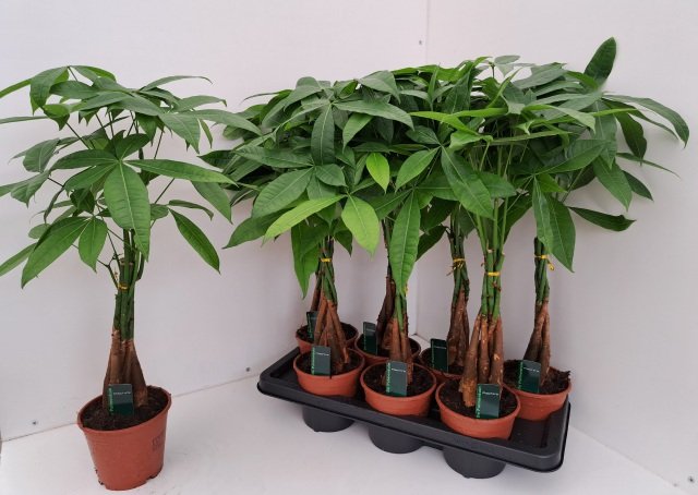 Kambarinis augalas, raivė "Aquatica", vazonėlio skersmuo 14 cm.