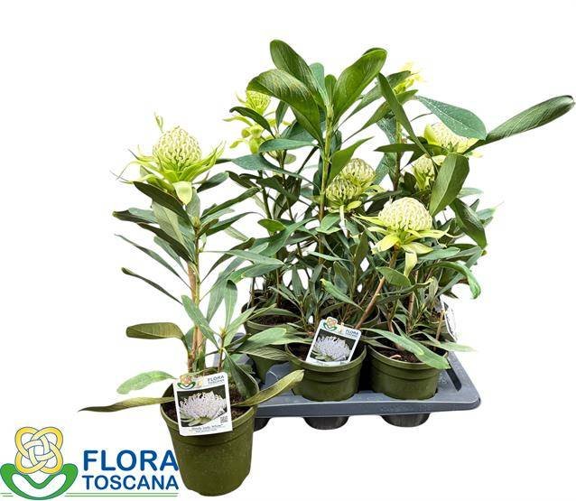 Kambarinis augalas, protėja, vazonėlio skersmuo 60 cm.