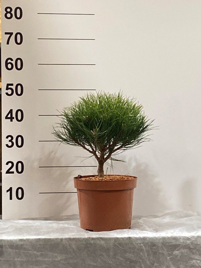 Spygliuotis, pušis "Marie Bregeon", vazonėlio skersmuo 23 cm.