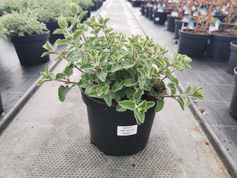 Daugiametė gėlė, katžolė, vazonas 3 l.