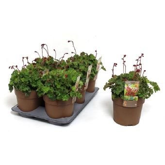 Daugiametė gėlė, alūnė "Coral Forest", vazono skersmuo 15 cm.