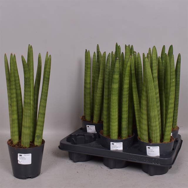 Kambarinis augalas, sanseverija "Cylindrica", vazonėlio skersmuo 12 cm.