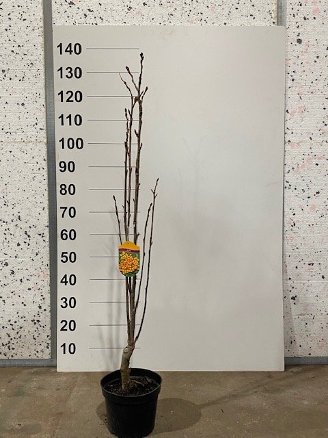Dekoratyvinis medis, šermukšnis "Autumn Spire", vazonėlio skersmuo 21 cm.