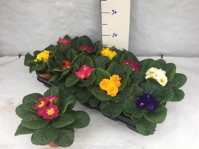 Kambarinis augalas, raktažolė, vazonėlio skersmuo 12 cm.